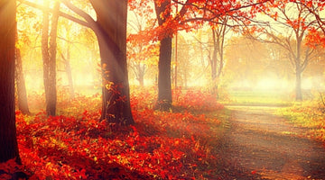 Boost your immune system over Autumn