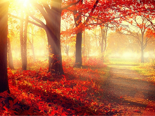 Boost your immune system over Autumn