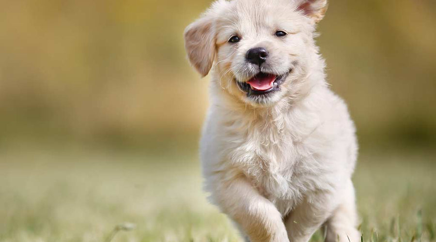 How Can Coconut Oil Benefit My Pets?